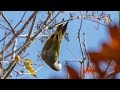 伊吹・鈴鹿山系の自然と野鳥観察 no 1　2024年12月5日　イヌワシ、アオゲラ、ルリビタキ、史跡巡り、紅葉