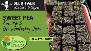 Seed Talk #109 - Sweet Pea Sowing \u0026 Overwintering Tips