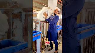 Bakro se Mohabbat #bakra #goat #shorts #viral #trending #bakraeidspecial #bakraeid2023