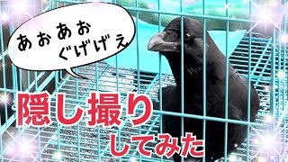 隠し撮り…いきなりコケるカラスのノノラ2022/12/21撮影KUPPI the Crow