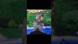 Cuteness and Humor in Animal Daily Life 02 #animals #funny #cute