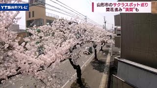 「イチ早く見頃のサクラ」山形市のスポット3カ所