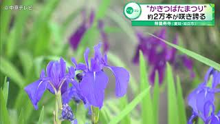 【愛知県の花】「かきつばたまつり」　約２万本咲き誇る　愛知・知立市 無量寿寺