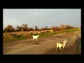 🙂Зачем коза🐐 в стаде овец🐏.