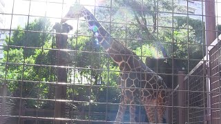 【アミメキリン】上野動物園のヒナタくん(♂)