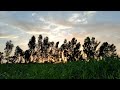 asmr eucalyptus sunset serenade rural beauty in 4k