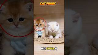 very cute baby kitten #shortvideo  #cat