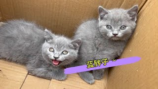 这蓝猫400一只合理嘛？