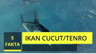 5 Fakta Ikan Cucut || Si Moncong Runcing Ternyata Kaya Gizi ||   #Ikancucut #Ikantenro