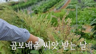 곰보배추 씨앗 받고 텃밭에 씨도 뿌려주었어요(+구독자 이벤트?)