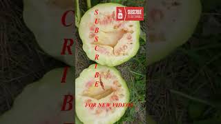 Farm Fresh Ninja Fruit Tik Tok China EP 44