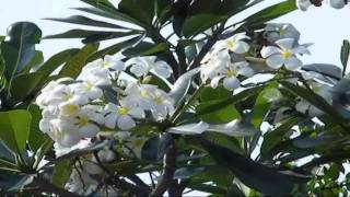 Plumeria,  Frangipani - ดอกลั่นทม, ลีลาวดี