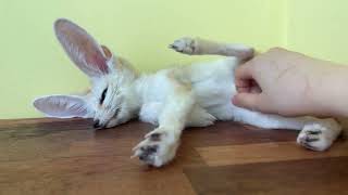 이렇게 착하고 귀여운 사막여우 보셨나요 so cute #fennecfox