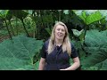 royal botanic garden edinburgh summer highlights with kirsty wilson