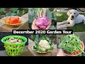 California Gardening December 2020 Garden Tour - Winter Harvests, Garden Tips & Our Lab Puppy!