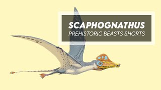 Scaphognathus - A German Pterosaur From The Jurassic