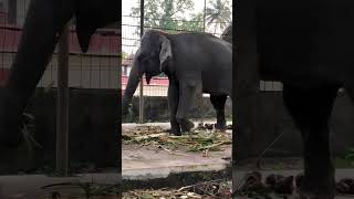 ആട്ടം ഓട് ആട്ടം പെരുന്ന ശ്രീവള്ളി 🐘♥️ | Perunna Sreevalli #shorts