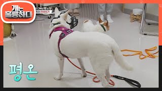 시시때때로 다투는 미니＆삼순이 반려견끼리 친해지기 훈련 [개는 훌륭하다/Dogs Are Incredible] | KBS 220207 방송