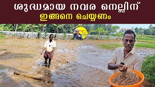 ശുദ്ധമായ നവര നെല്ലിന് ഇങ്ങനെ ചെയ്യണം | navara paddy cultivation in Malayalam