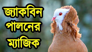 জ্যাকোবিন কবুতরের দাম | স্বল্প খরচে অধিক লাভজনক কবুতর পালন পদ্ধতি সম্পর্কে জেনে নিন | Jacobin Pigeon