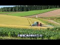 wheat fields in biei from spring to harvest