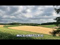 wheat fields in biei from spring to harvest