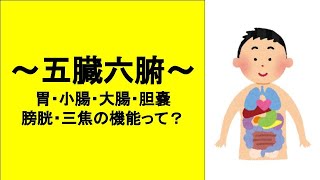 【五臓六腑】六腑とは？胃・小腸・大腸・膀胱・胆嚢・三焦とは？どんな機能？低下するとどうなるの？