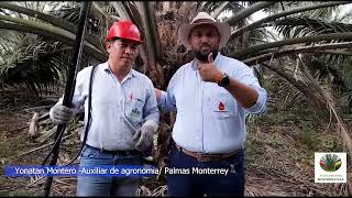 ¿Cómo  polinizar la flor?