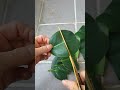 고무나무 잎 삽목하기 shoveling rubber leaves