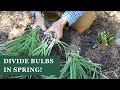 Why you should divide plant bulbs in spring with Doug Ruhren