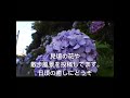 飛鳥山公園　紫陽花小道　2024年6月14日　 shorts あじさい　 見頃