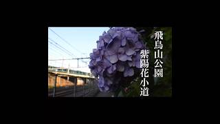 飛鳥山公園　紫陽花小道　2024年6月14日　#shorts  #あじさい　#見頃