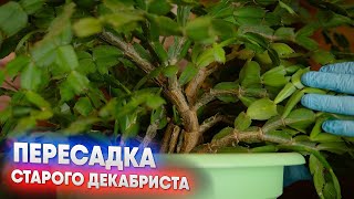 Пересадка старого декабриста