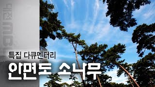 토종 소나무 적송, 안면도 소나무, 대전MBC 다큐멘터리 [안면도 소나무](1999년)