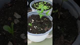 زراعة التفاح في المنزل Growing Apple Seeds at Home