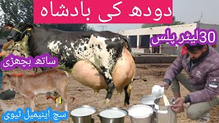 03466152628| highly milking produce cow | big udder cow | record milking cow of 2025| #viralvideo