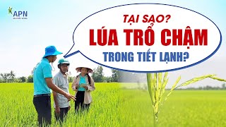 APN - TẠI SAO LÚA TRỔ CHẬM TRONG TIẾT LẠNH? - ĐX 2025|27