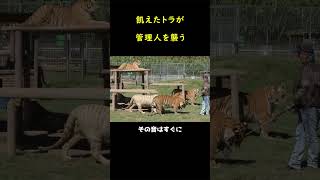 トラに襲われた飼育係😫😫