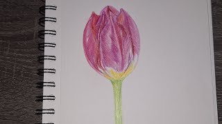 How to Draw a realistic tulip 🌷Flower | Step-by-Step Tutorial |Flower Illustration #flowers#trending