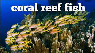 Giant Sea Turtles ll Amazing Coral Reef Fish ll 3 Hours of The Best Rilax Music ll #coralreeffish
