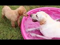 Dog Teaches PUPPY First Swim Lesson!!