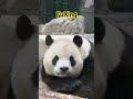 熊猫福星日常吃竹笋 panda fuxing panda 熊猫 熊猫福星