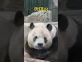 熊猫福星日常吃竹笋 panda fuxing panda 熊猫 熊猫福星