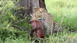 Leopard hunt and Kill warthog (Warning: Graphic footage)