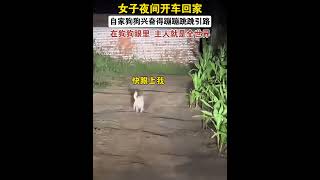 在狗狗的眼里，你就是全世界#狗狗 #治愈系 #被小狗治愈的一万个瞬间 #狗狗是生活的解药 #狗狗的心思都写在脸上了