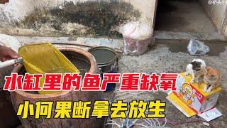 抓回来的鱼严重缺氧，小何果断拿去放生，物归原主了【桥头小何】