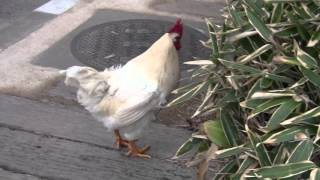 天王寺動物園の人気者 ニワトリのマサヒロ君