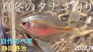 【タナゴ釣り】自作のべ竿で‼️冬のタナゴ釣りに行こう😊🔰