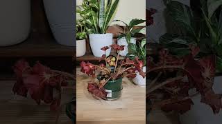 Begonia Sunset Blaze! #bottomwatering #houseplant #timelapse #begonia #shorts #indoorplants #calming