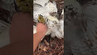 Falconry is a fantastic way to gauge a birds fitness and prepare them for release! #falconry #hawk